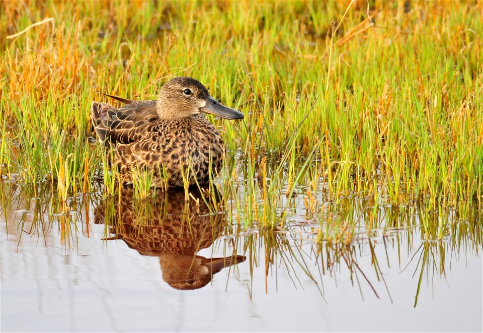 Hen cinnamon teal on Seedskadee NWR.  Photo: Tom Koerner/USFWS