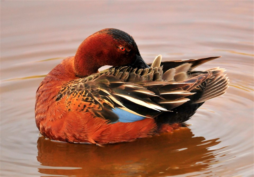 Photo: Tom Koerner/USFWS
