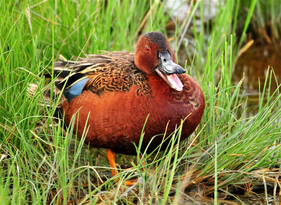 Photo: Tom Koerner/USFWS