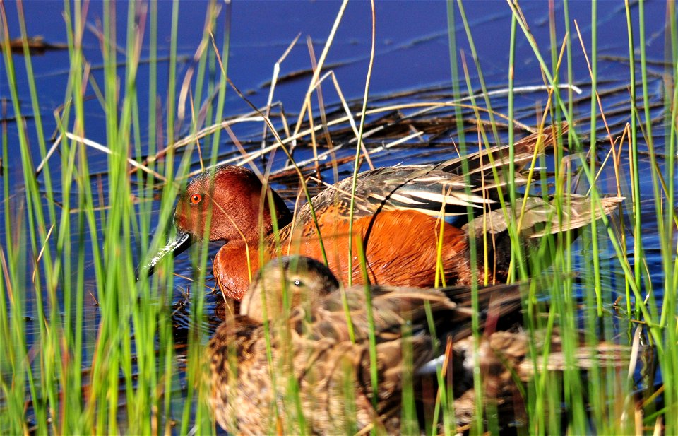 Photo: Tom Koerner/USFWS