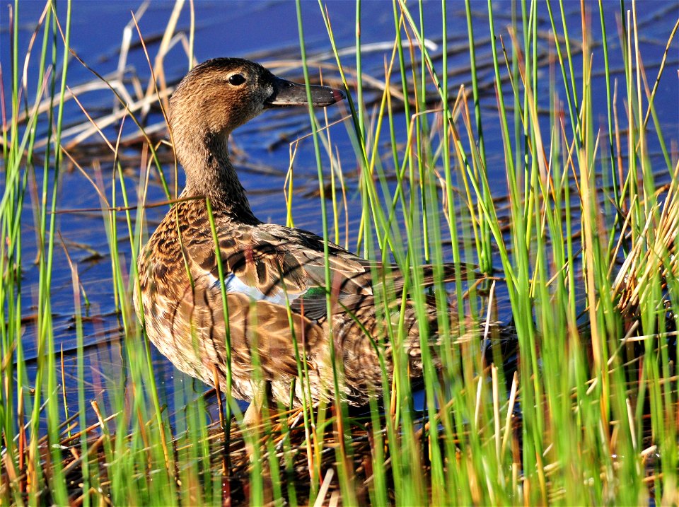 Photo: Tom Koerner/USFWS