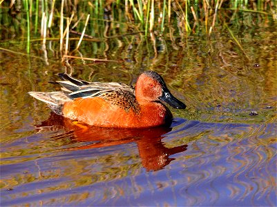 Photo: Tom Koerner/USFWS