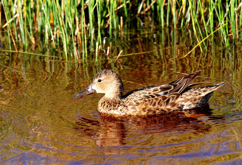 Photo: Tom Koerner/USFWS