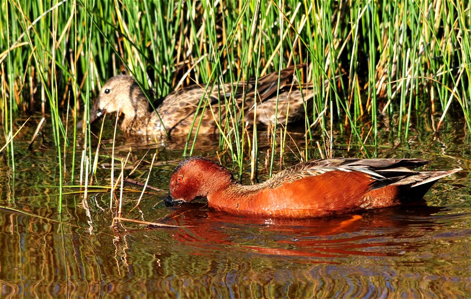 Photo: Tom Koerner/USFWS