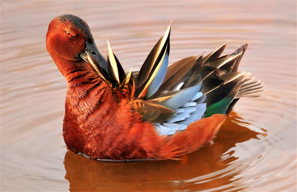 Photo: Tom Koerner/USFWS