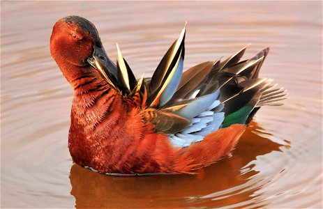 Photo: Tom Koerner/USFWS