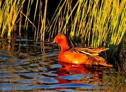 Photo: Tom Koerner/USFWS