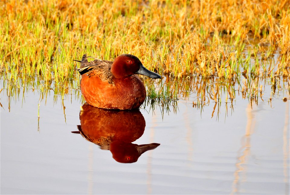 Photo: Tom Koerner/USFWS
