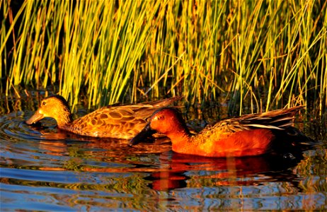Photo: Tom Koerner/USFWS