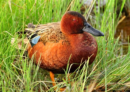 Photo: Tom Koerner/USFWS