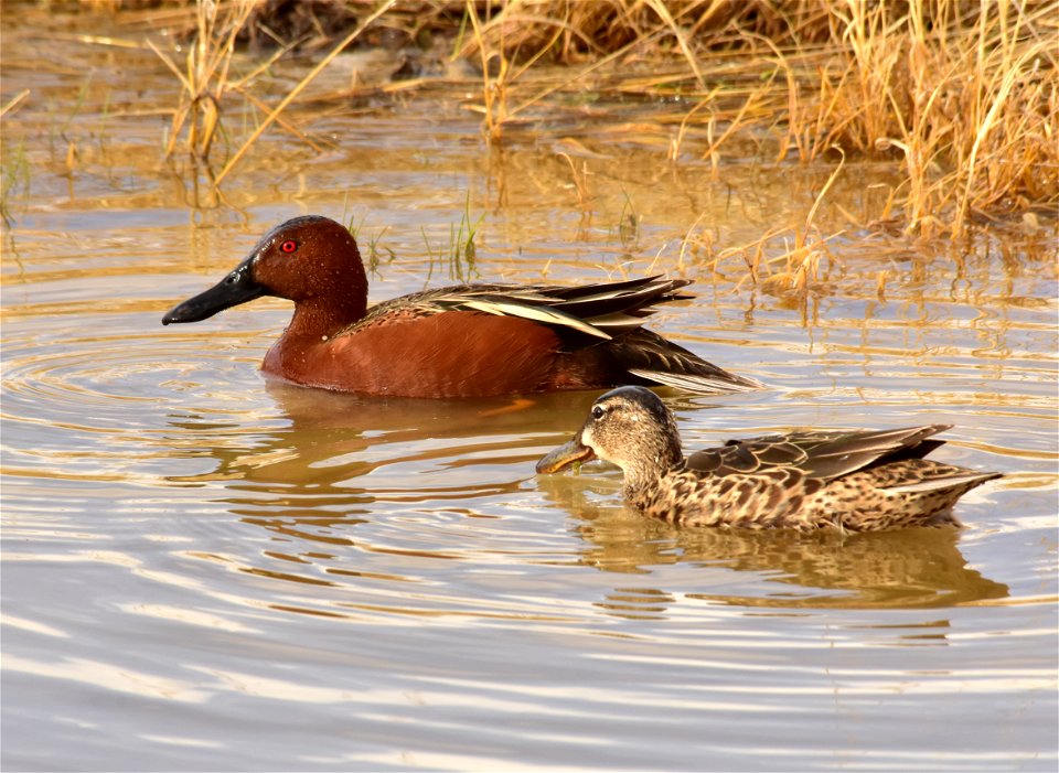 Cinnamon teal on Seedskadee National Wildlife Refuge