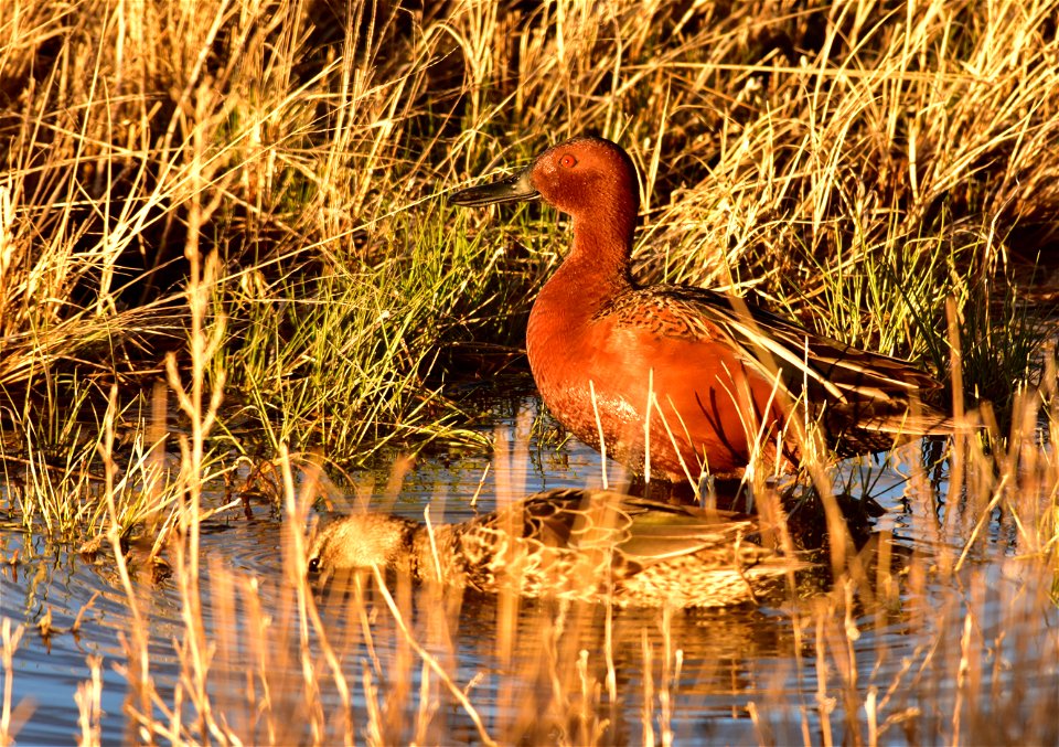 Photo: Tom Koerner/USFWS