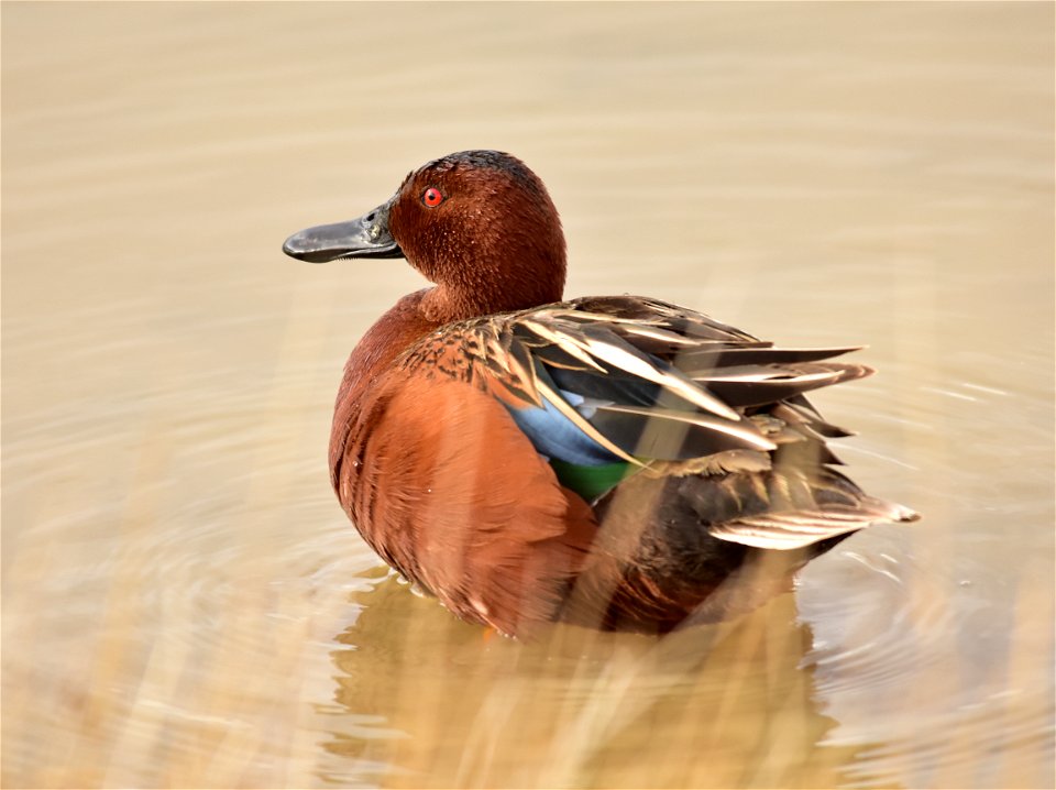 Photo: Tom Koerner/USFWS