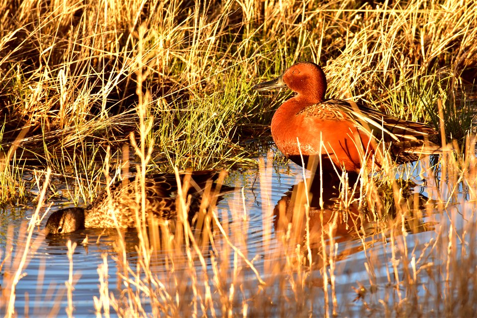 Photo: Tom Koerner/USFWS
