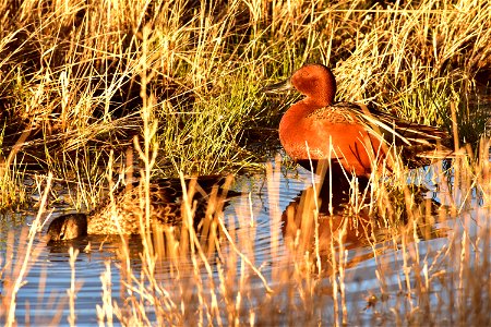 Photo: Tom Koerner/USFWS