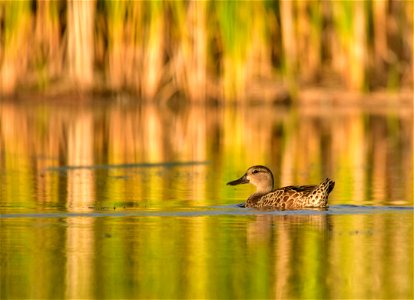 Photo: Tom Koerner/USFWS