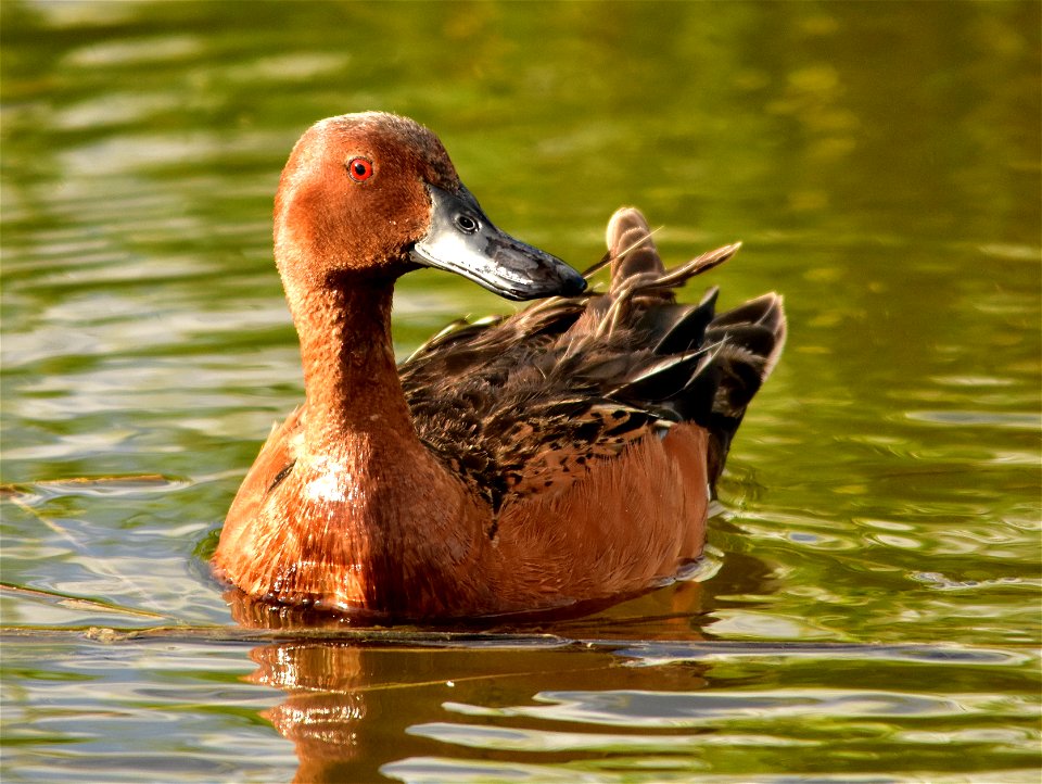 Photo: Tom Koerner/USFWS