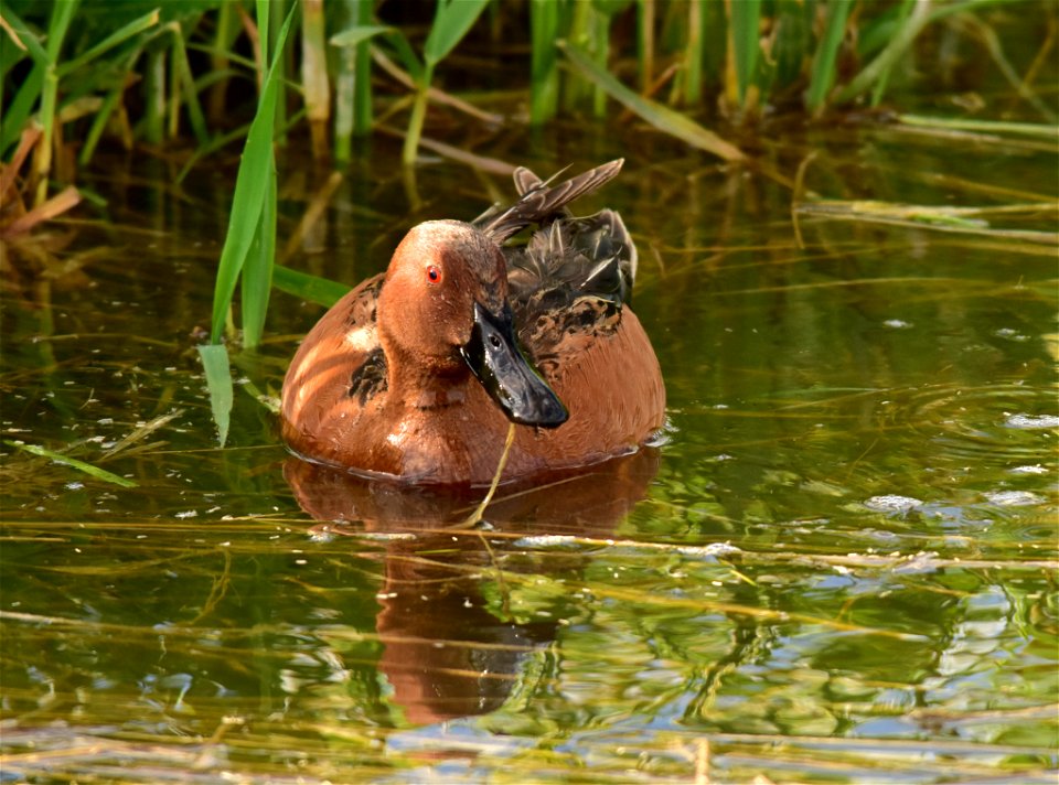 Photo: Tom Koerner/USFWS