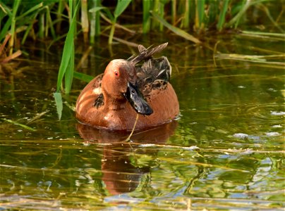 Photo: Tom Koerner/USFWS