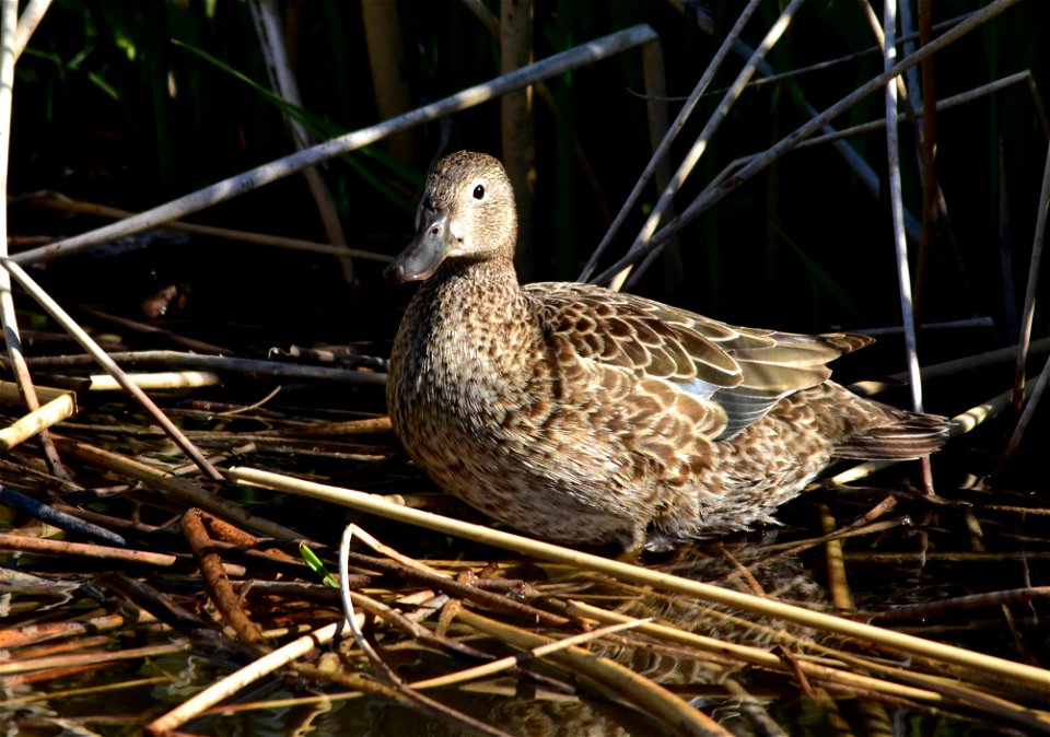Photo: Tom Koerner/USFWS