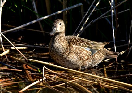 Photo: Tom Koerner/USFWS