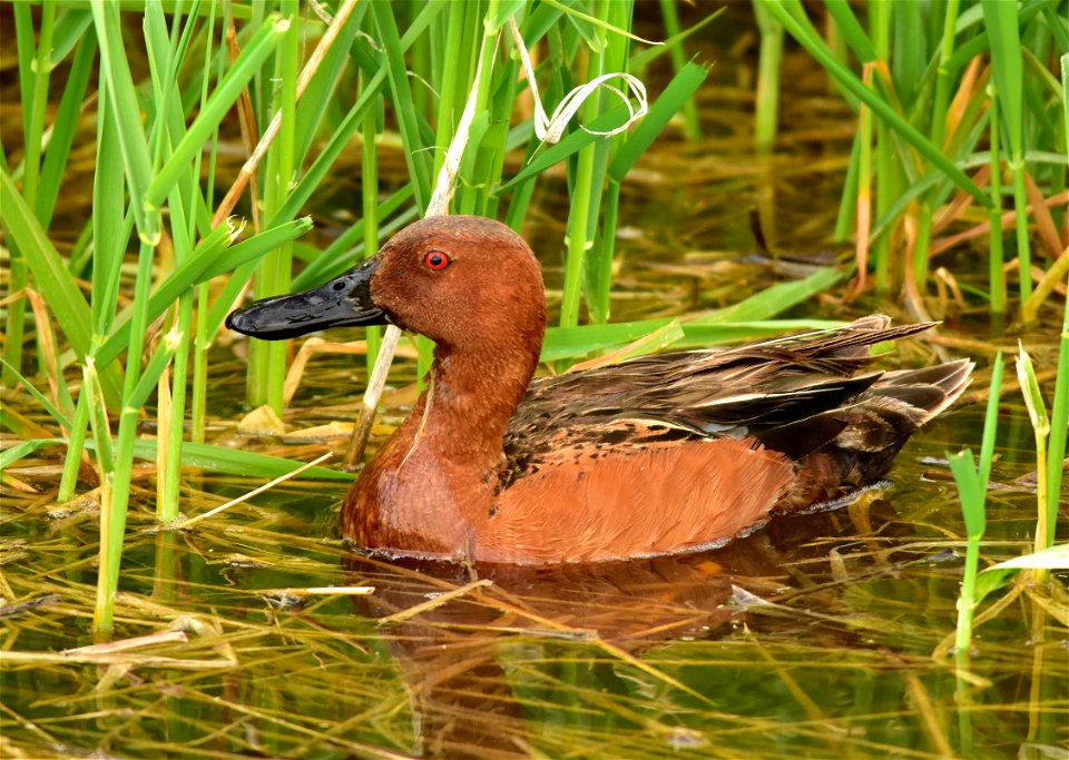 Photo: Tom Koerner/USFWS
