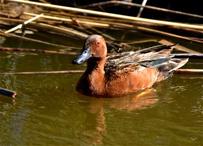Photo: Tom Koerner/USFWS