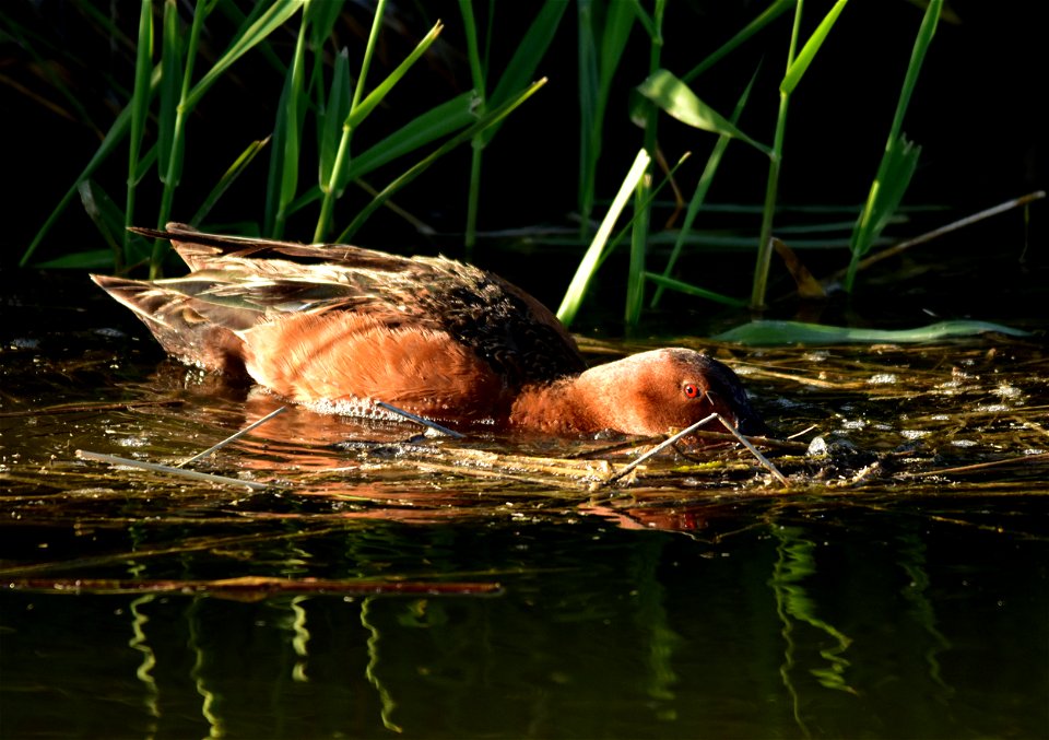 Photo: Tom Koerner/USFWS
