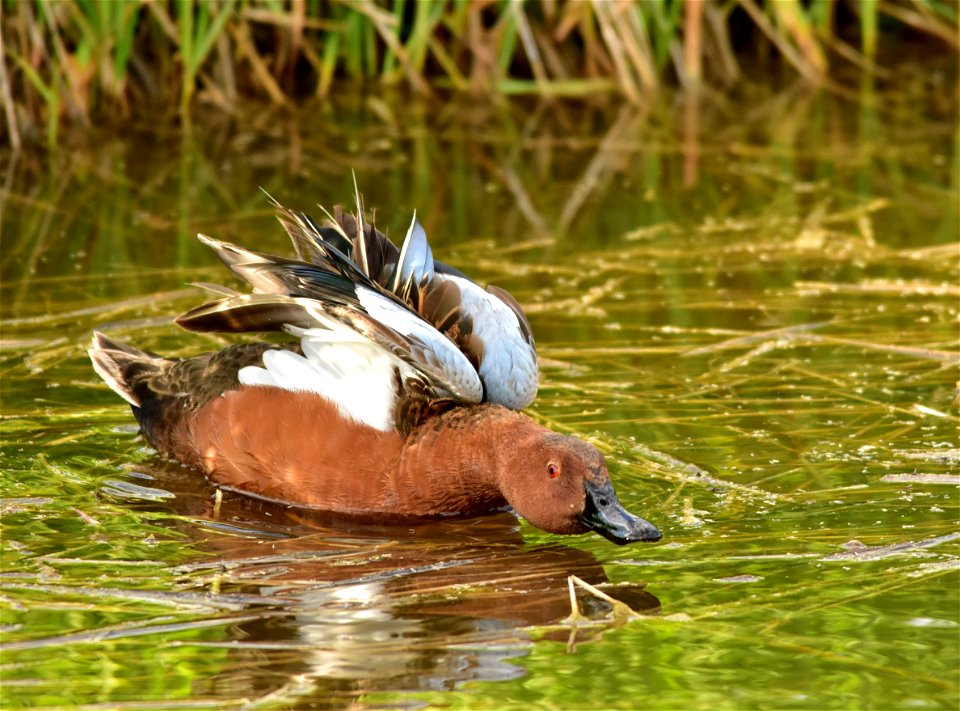 Photo: Tom Koerner/USFWS