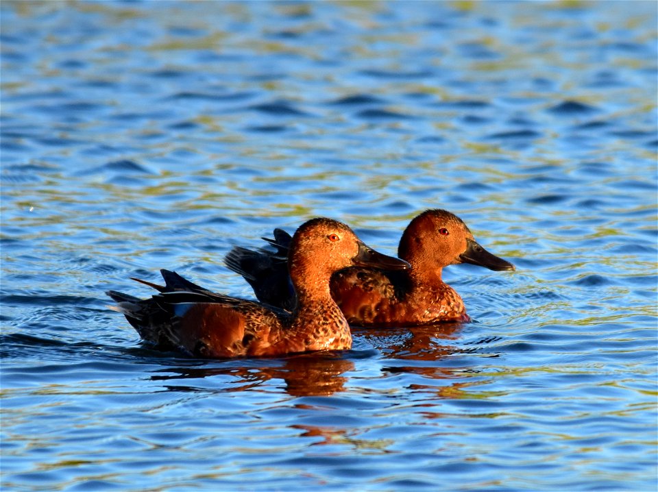 Photo: Tom Koerner/USFWS