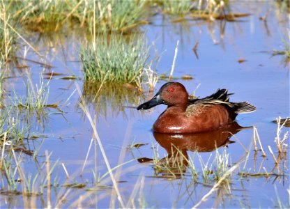 Photo: Tom Koerner/USFWS photo