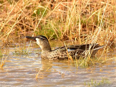 Photo: Tom Koerner/USFWS photo