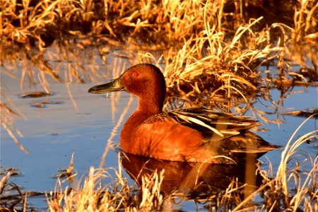 Photo: Tom Koerner/USFWS