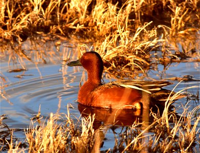 Photo: Tom Koerner/USFWS