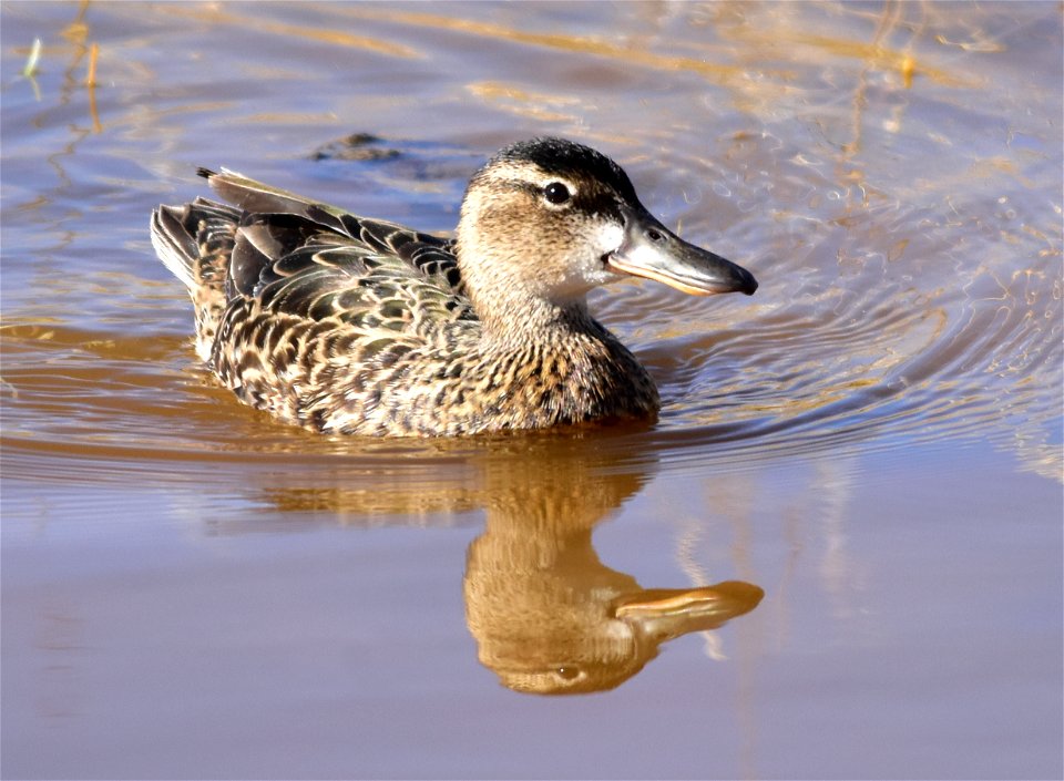 Photo: Tom Koerner/USFWS