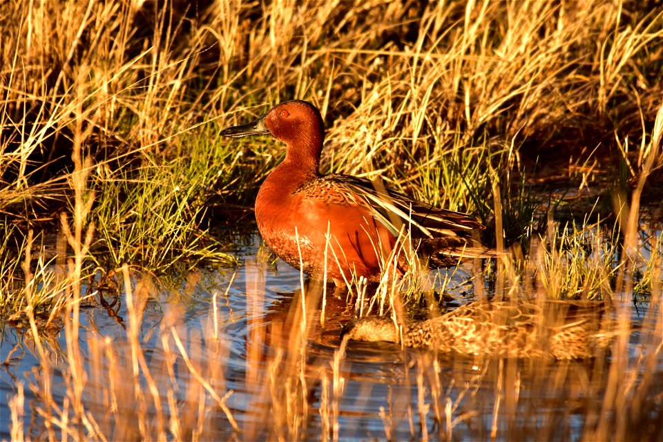 Photo: Tom Koerner/USFWS