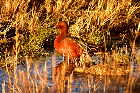 Photo: Tom Koerner/USFWS