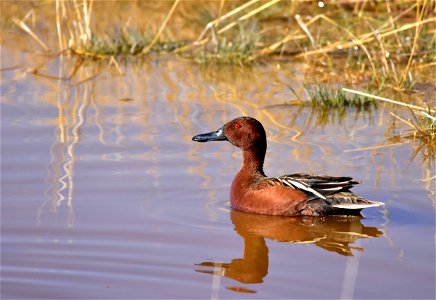 Photo: Tom Koerner/USFWS