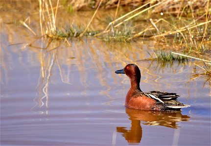 Photo: Tom Koerner/USFWS photo