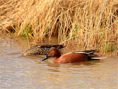 Photo: Tom Koerner/USFWS