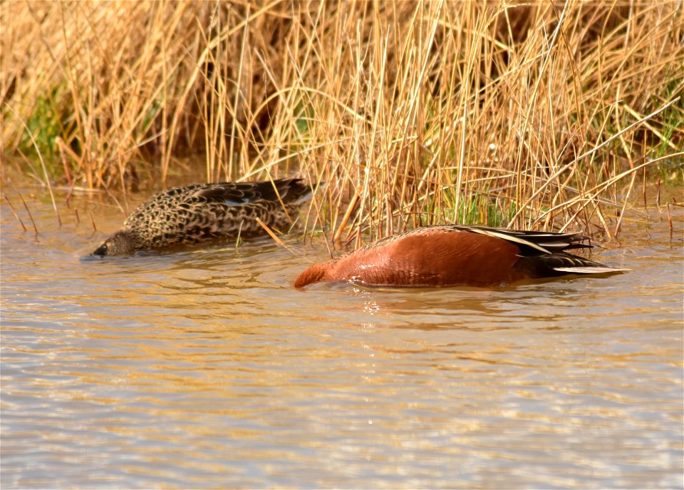 Photo: Tom Koerner/USFWS