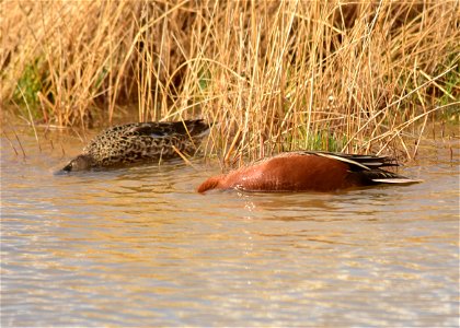 Photo: Tom Koerner/USFWS