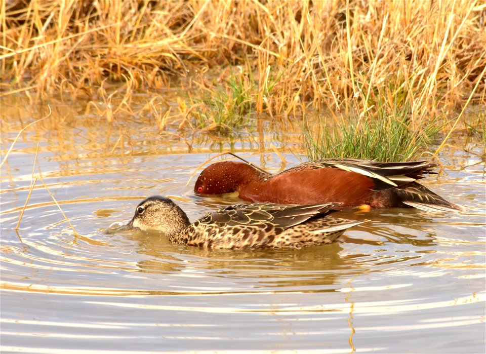 Photo: Tom Koerner/USFWS