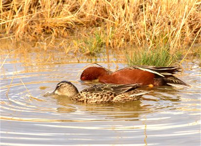 Photo: Tom Koerner/USFWS