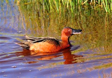 Photo: Tom Koerner/USFWS