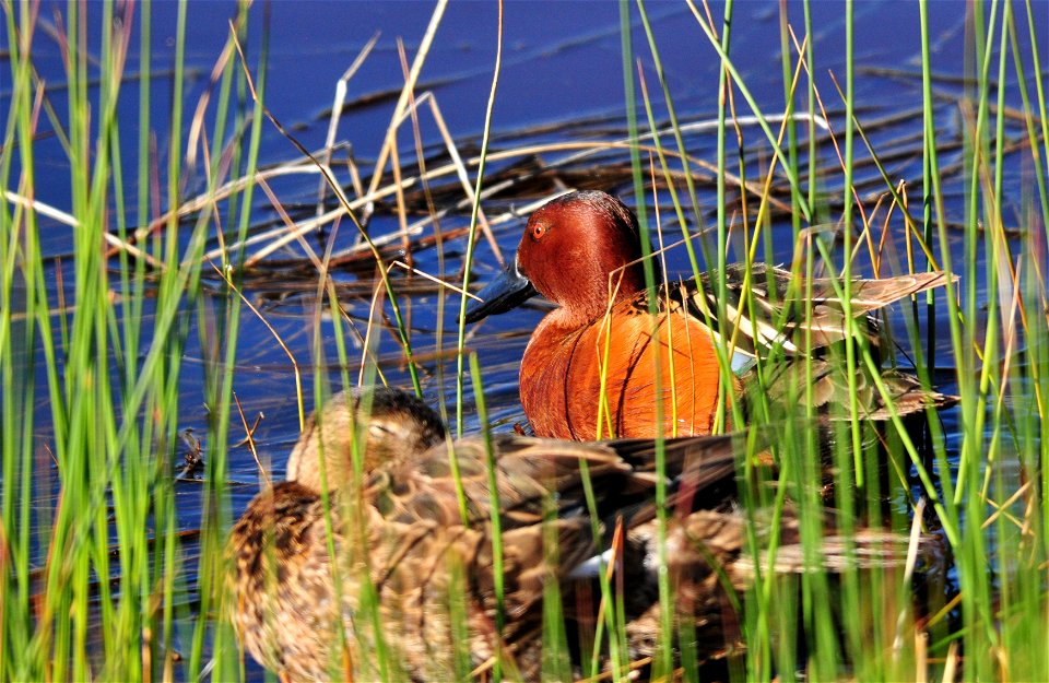 Photo: Tom Koerner/USFWS