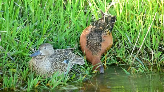 Video: Tom Koerner/USFWS