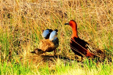 A cinnamon teal pair courting on Seedskadee NWR. Head bobbing, bowing, and flight chases were all part of the courtship for this pair. The powder blue wing patches on the hen are clearly visible. A photo