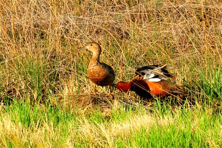 A cinnamon teal pair courting on Seedskadee NWR. Head bobbing, bowing, and flight chases were all part of the courtship for this pair. A slightly spatulate tip of the bill for both drake and hen iden photo
