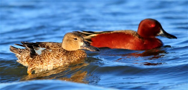 A hen and drake cinnamon teal. The slight spatulate tip of the bill on the hen identifies her as a cinnamon teal and not a blue-winged teal hen. Photo: Tom Koerner/USFWS photo